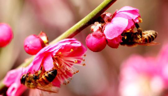 دراسة: تنوع النحل مهدد في شرق آسيا