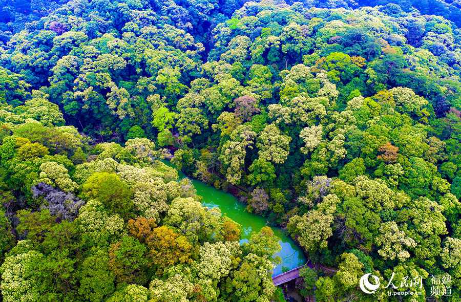 بالصور: أجمل المناظر الغابية في مقاطعة فوجيان الصينية