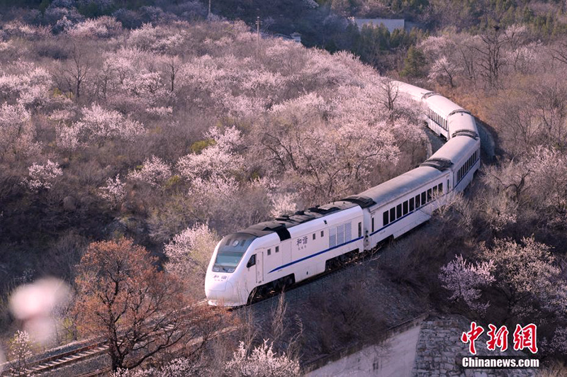 أرصفة للسائحين لمشاهدة قطار بحر الزهور ببكين