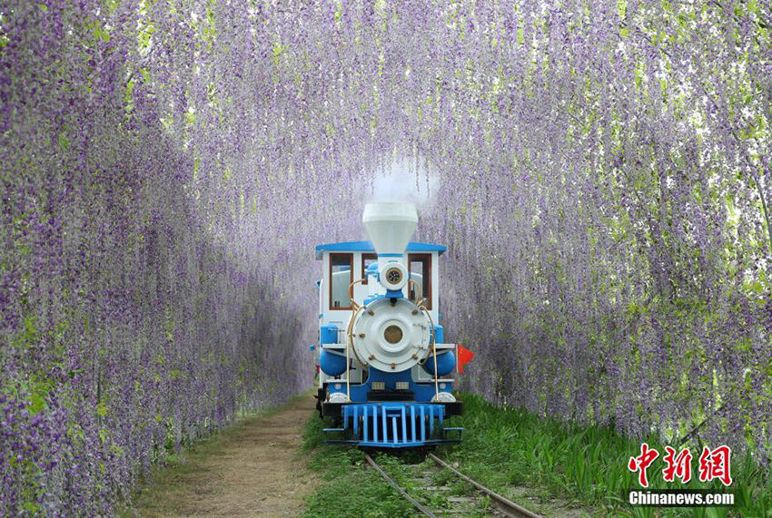 قطار نفق زهور الوستارية بسيتشوان 