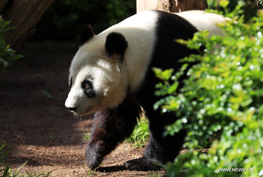 حديقة حيوان سان دييغو تقيم حفلة وداع لاثنين من الباندا العملاقة