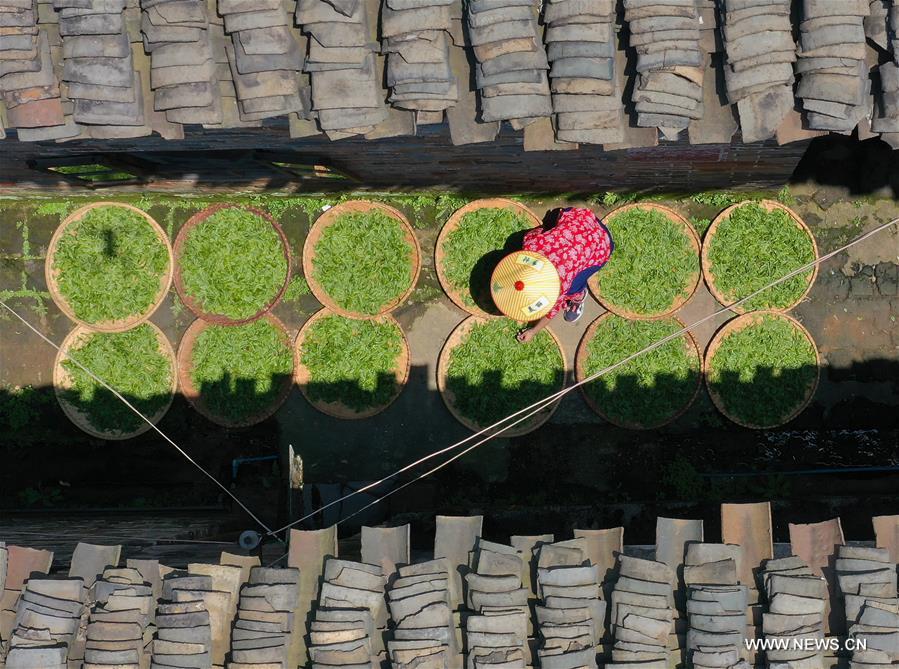 زراعة الشاي تساعد على تخفيف الفقر في محافظة هنغنان بوسط الصين