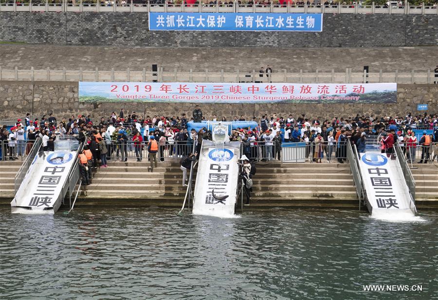 الصين تطلق 700 من سمك الحفش النادر في نهر اليانغتسي