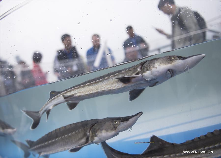 الصين تطلق 700 من سمك الحفش النادر في نهر اليانغتسي