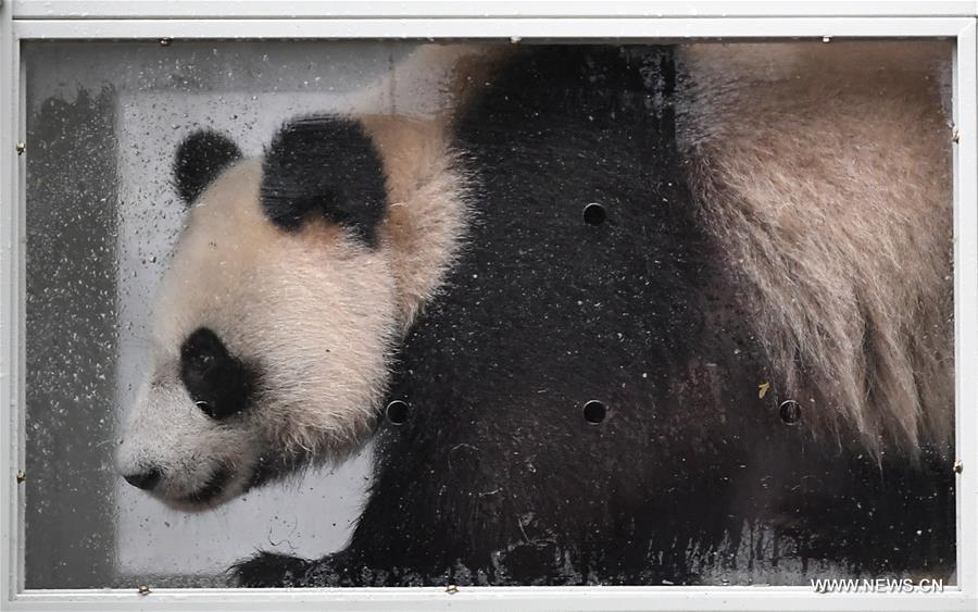 وصول زوجين من الباندا الصينية العملاقة إلى موسكو