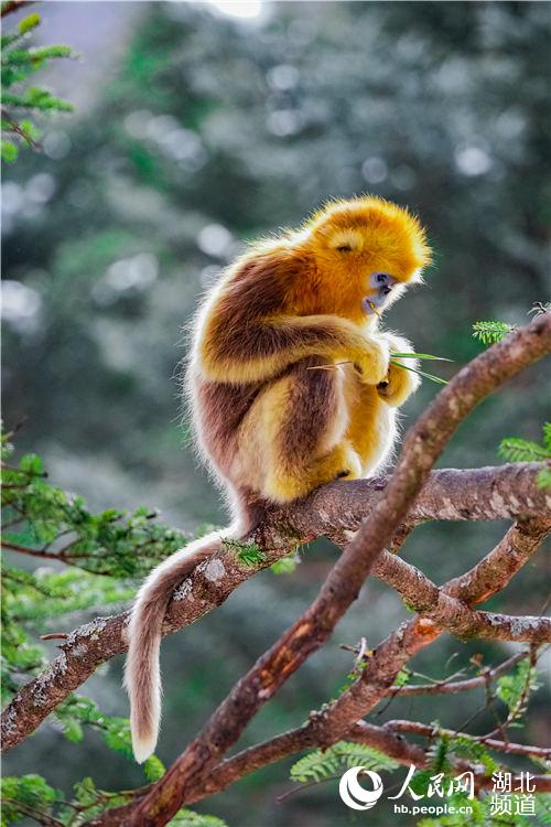 القرود الذهبية النادرة في الصين ينمو عددها بشكل مطرد