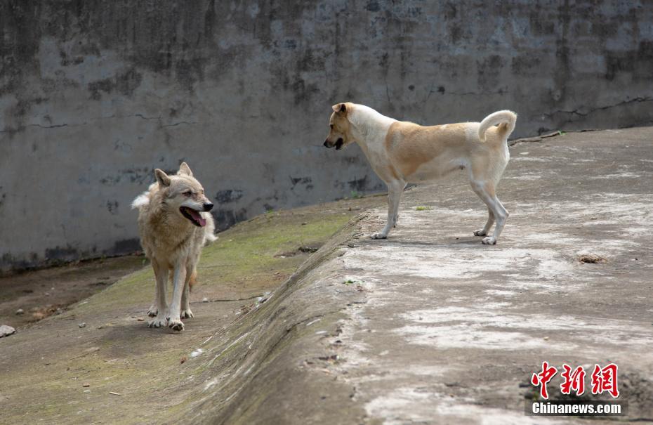 ذئب وكلب يعيشان في وئام في حديقة للحيوانات بووهان