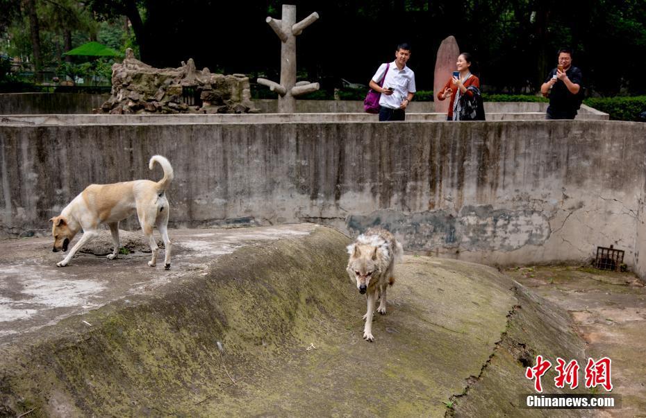 ذئب وكلب يعيشان في وئام في حديقة للحيوانات بووهان