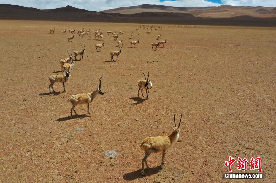 بالصور: مشاهد مذهلة لهجرة الظباء التبتية