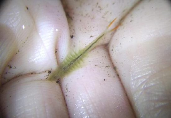 اكتشاف نوع من الجمبري يرجع تاريخه إلى أكثر من 200 مليون سنة في حديقة صينية