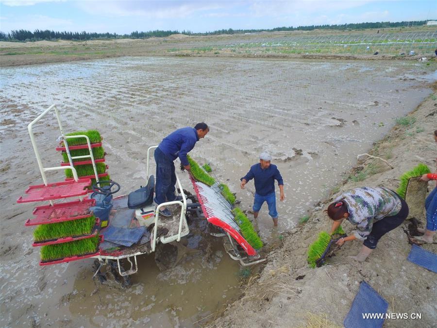 زراعة الأرز البحري تحقق تطورا لافتاً في الأراضي المالحة القلوية في صحراء شمال غربي الصين