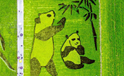 لوحة "الباندا العملاقة" في حقل أرز بتشنغدو تجذب الزوار