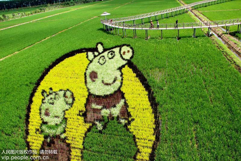 لوحات عملاقة في حقول الأرز للاحتفال بالذكرى الـ70 لتأسيس الصين الجديدة
