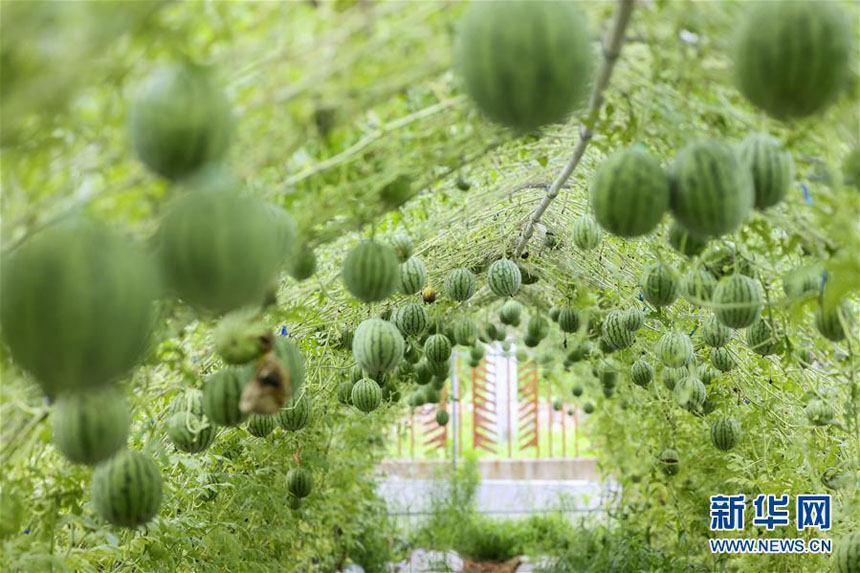 فواكه البطيخ المعلقة في جنوب الصين
