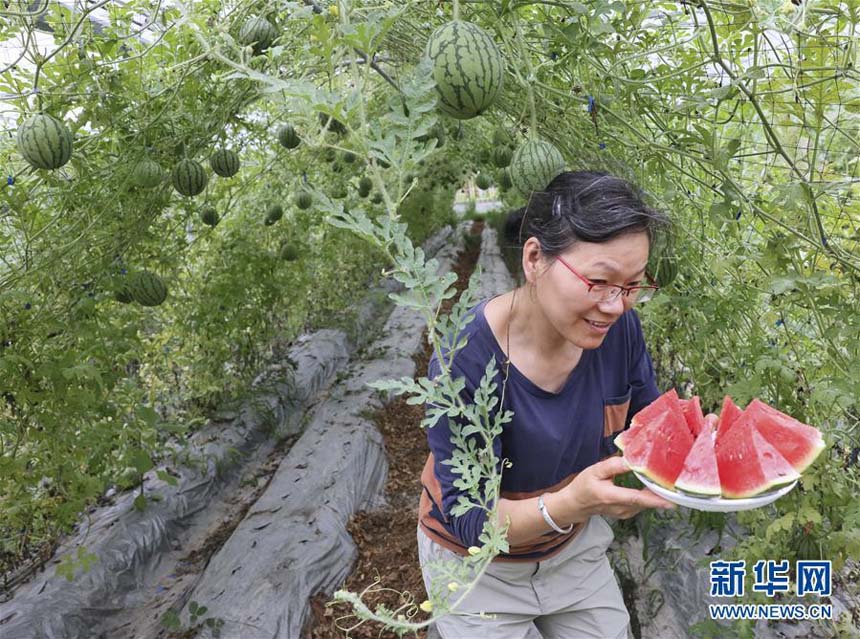 فواكه البطيخ المعلقة في جنوب الصين