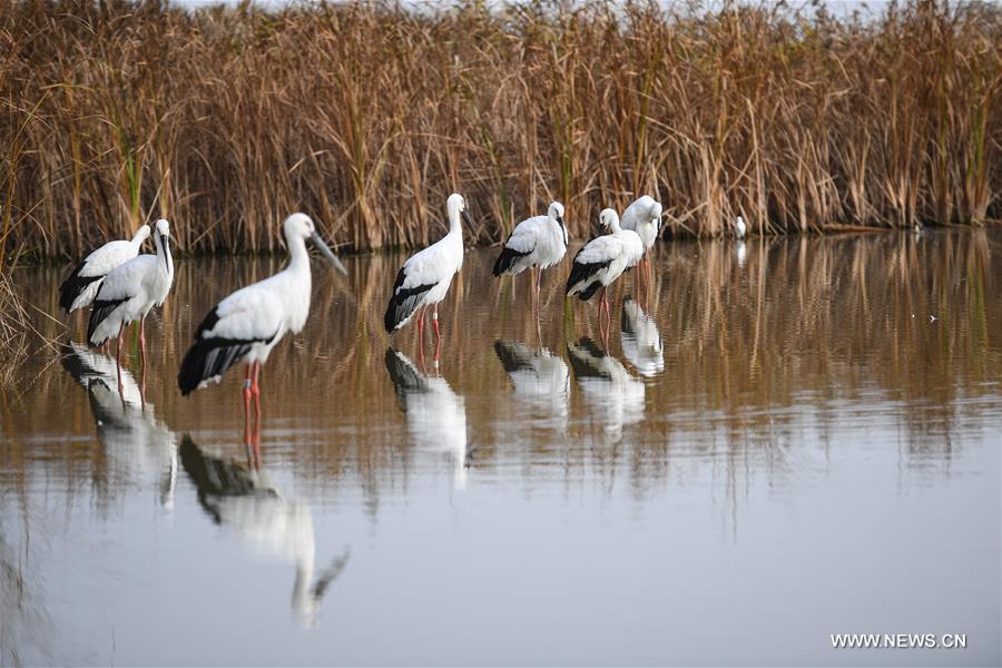إدراج محميات صينية للطيور المهاجرة في قائمة التراث العالمي