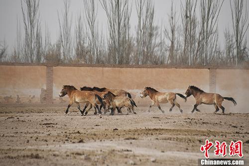 الصين تسجل ولادة 4 خيول برية نادرة