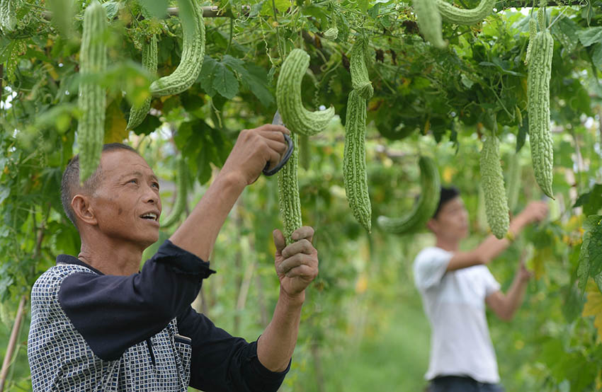 700 مليون طن حجم إنتاج الخضروات في الصين عام 2018