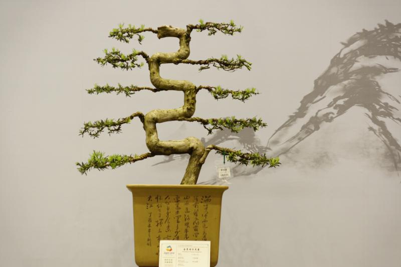 عرض أكثر من 400 نبات اصيص في معرض بكين الدولي للبستنة