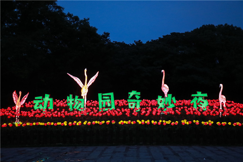 شانغهاي:  زيارة حدائق الحيوانات البرية في الليل