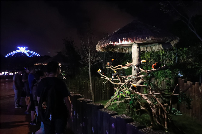 شانغهاي:  زيارة حدائق الحيوانات البرية في الليل