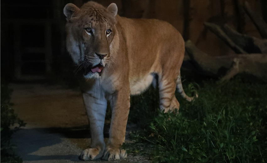 شانغهاي: زيارة حدائق الحيوانات البرية في الليل
