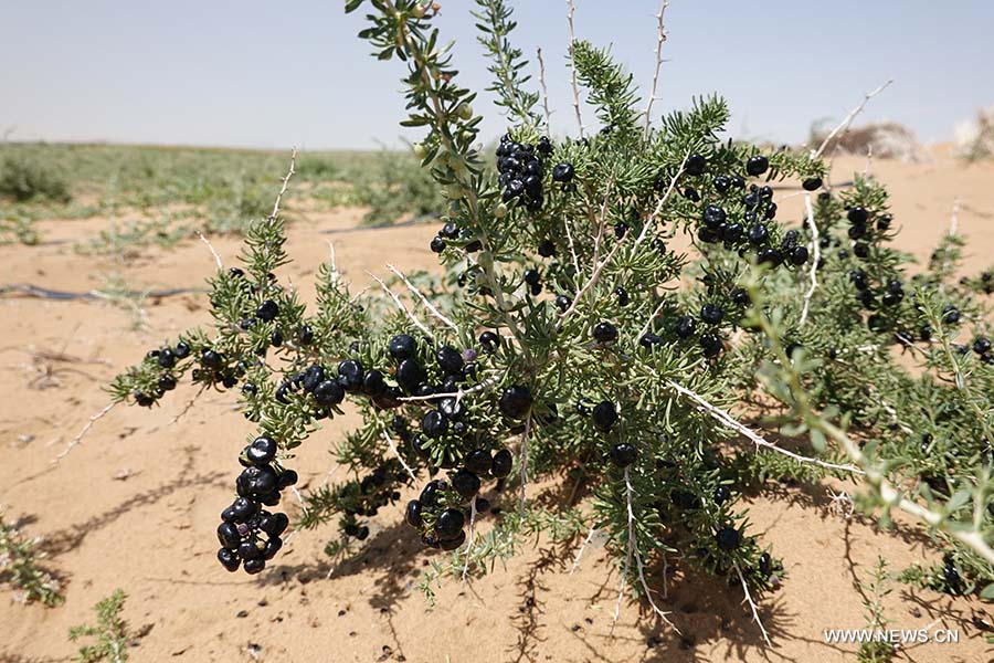 فريق بحث صيني يكتشف طريقة جديدة لتحويل الصحراء إلى تربة لخدمة التنمية الخضراء في الدول العربية وغيرها