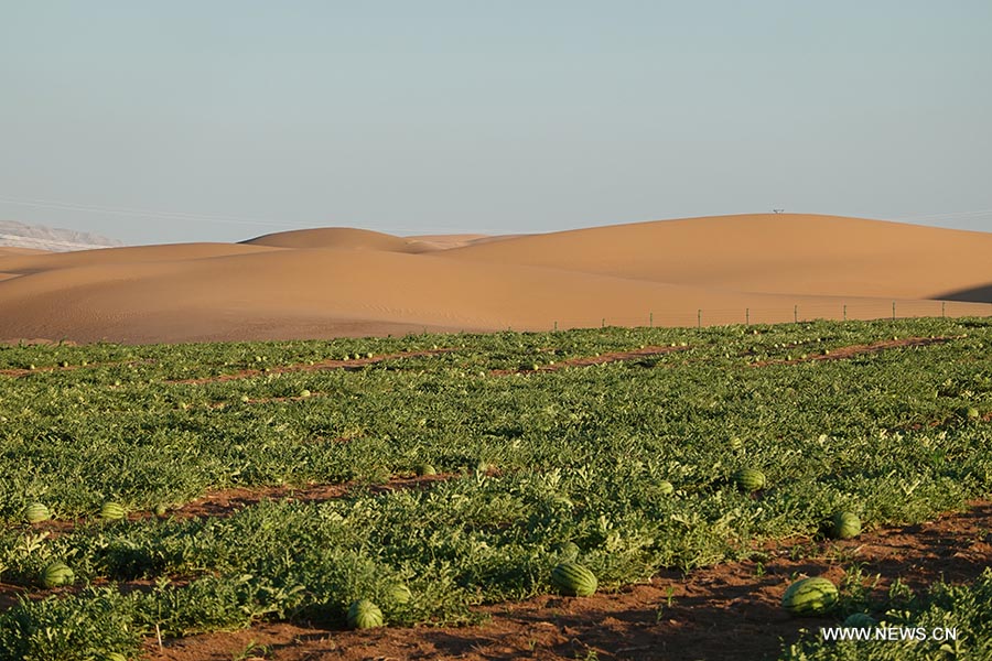 فريق بحث صيني يكتشف طريقة جديدة لتحويل الصحراء إلى تربة لخدمة التنمية الخضراء في الدول العربية وغيرها