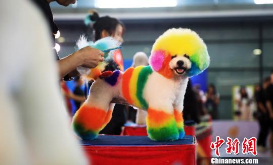 بالصور: معرض الحيوانات الأليفة الآسيوي بشانغهاي