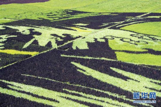 شينجيانغ: لوحات فنية عملاقة في حقول الأرز تجذب الزوار من أنحاء الصين