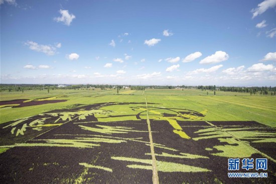 شينجيانغ: لوحات فنية عملاقة في حقول الأرز تجذب الزوار من أنحاء الصين