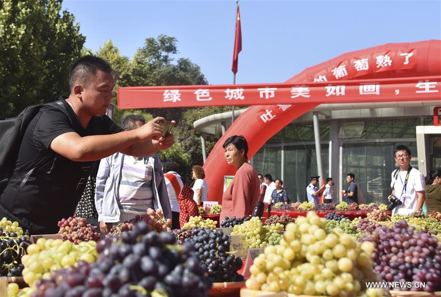 انطلاق مهرجان توربان السنوي للعنب في منطقة شينجيانغ الويغورية ذاتية الحكم بشمال غربي الصين