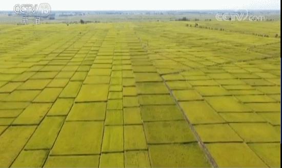 الصين تبني أول قاعدة لزراعة الأرز البحري في المناطق الباردة 