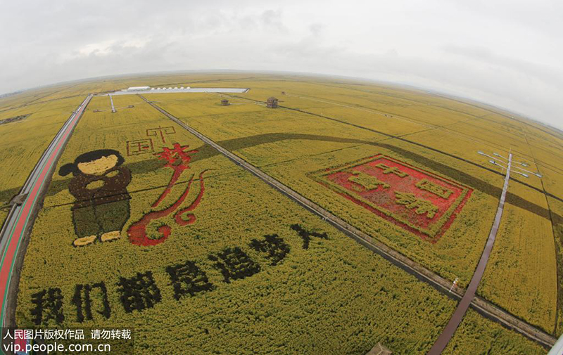 لوحات حقول الأرز تعزز السياحة الزراعية في هيلونغجيانغ