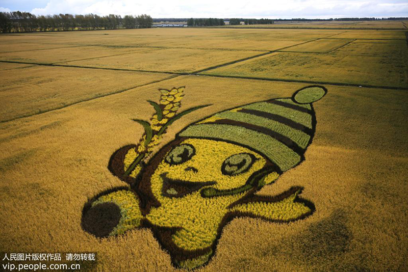 لوحات حقول الأرز تعزز السياحة الزراعية في هيلونغجيانغ
