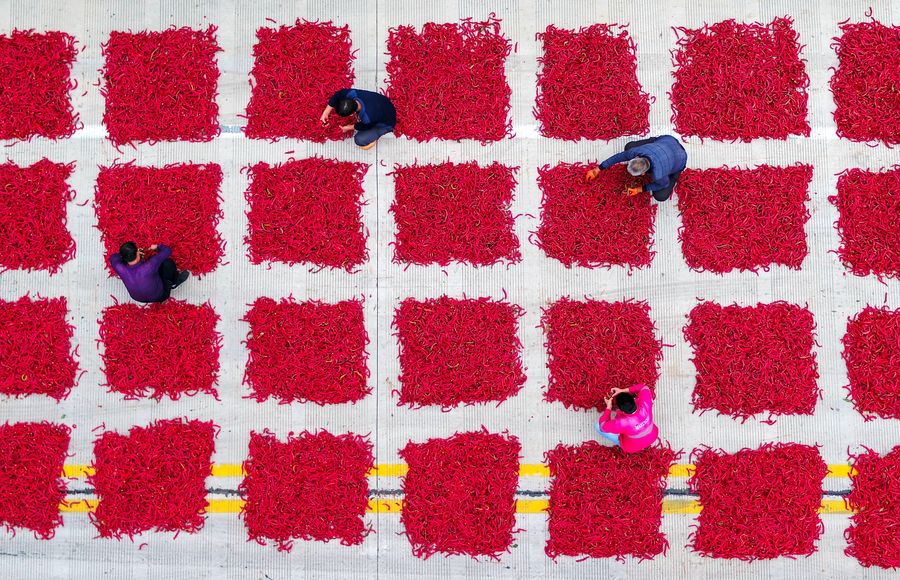شي يقدم التهاني بمناسبة مهرجان حصاد المزارعين الصينيين