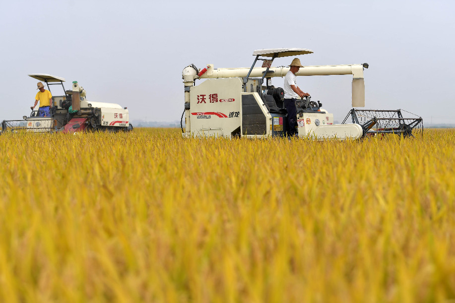 توقعات ببقاء انتاج الصين من الحبوب فوق 650 مليار كيلوغرام للعام 2019