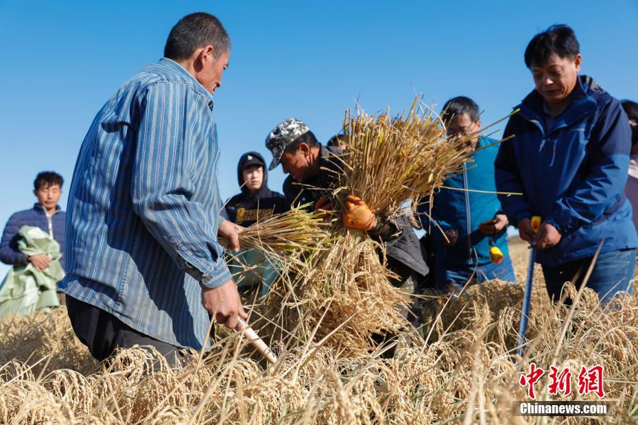 بالصور: تقييم محصول انتاج الأرز المزروع في التربة المالحة