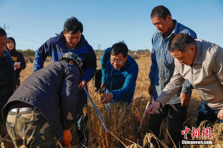 بالصور: تقييم محصول انتاج الأرز المزروع في التربة المالحة