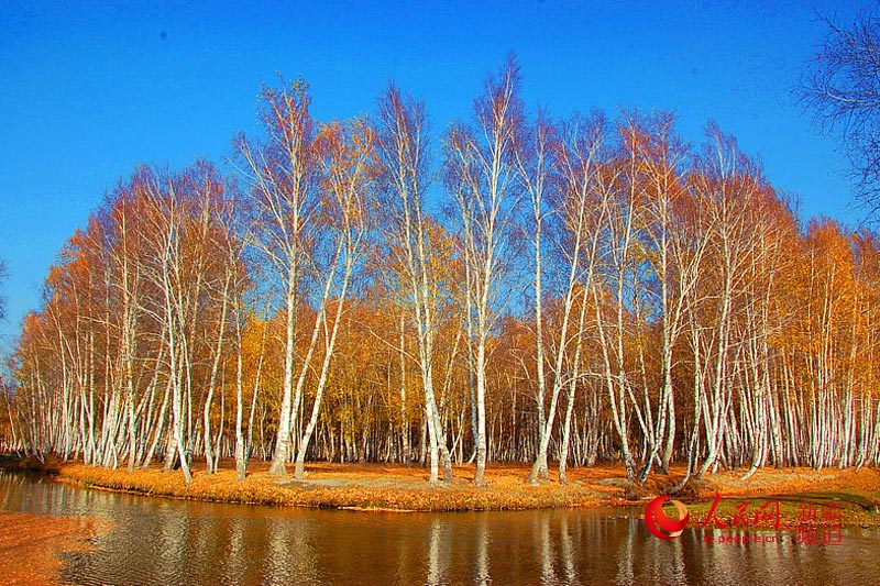 غابة البتولا بشينجيانغ لوحة زيتية بريشة الطبيعة