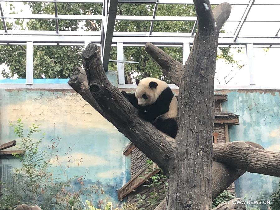 عرض توأمتي باندا للجمهور في حديقة حيوان بكين