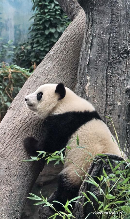 عرض توأمتي باندا للجمهور في حديقة حيوان بكين