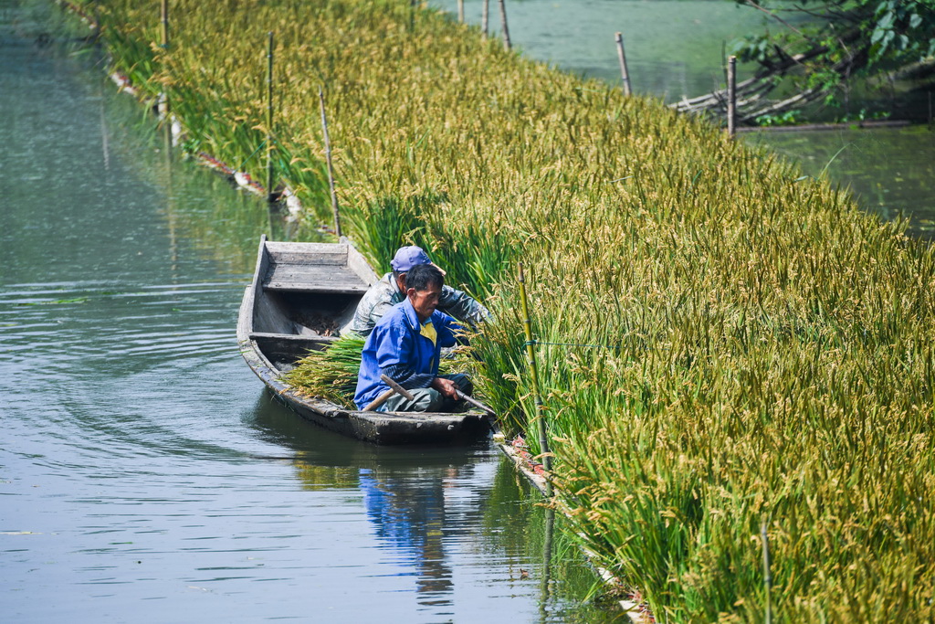 بالصور: مزرعة على النهر بتشجيانغ تدخل موسم الحصاد