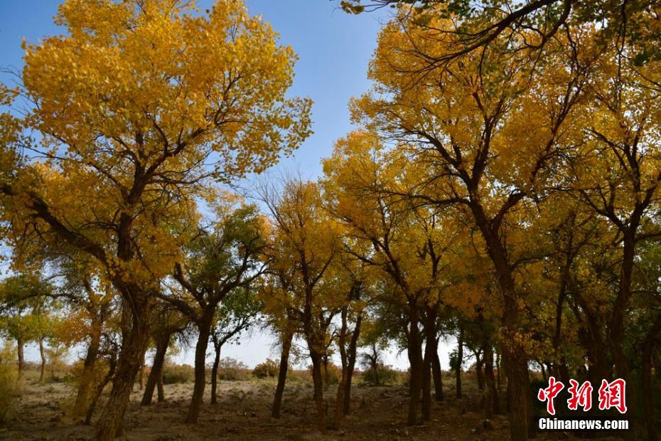 غابة أشجار الحور الأصفر بقانسو .. لوحة بألوان الخريف المميزة