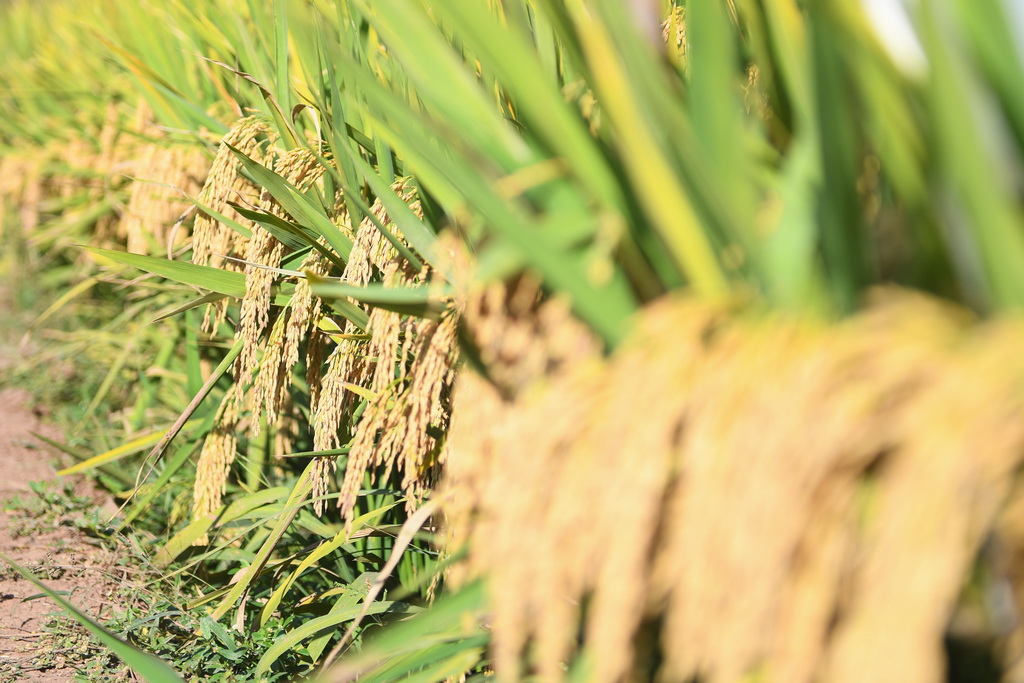 1046.3 كيلوغرام! الجيل الثالث من الأرز الهجين في الصين حقق محصولا جيدا