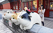 بالصور: "القطط الملكية" تجتذب الزوار في القصر الإمبراطوري ببكين