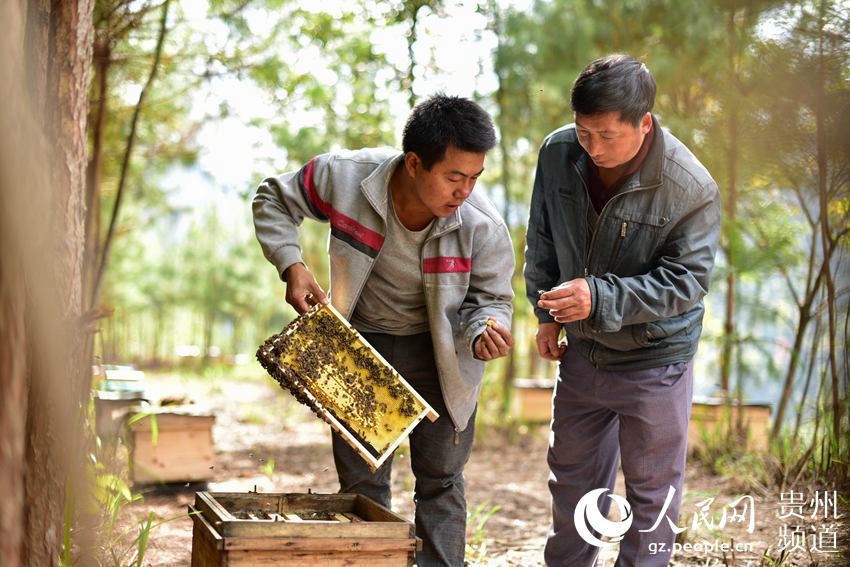 قصة صيني اختار الغابات لتربية النحل