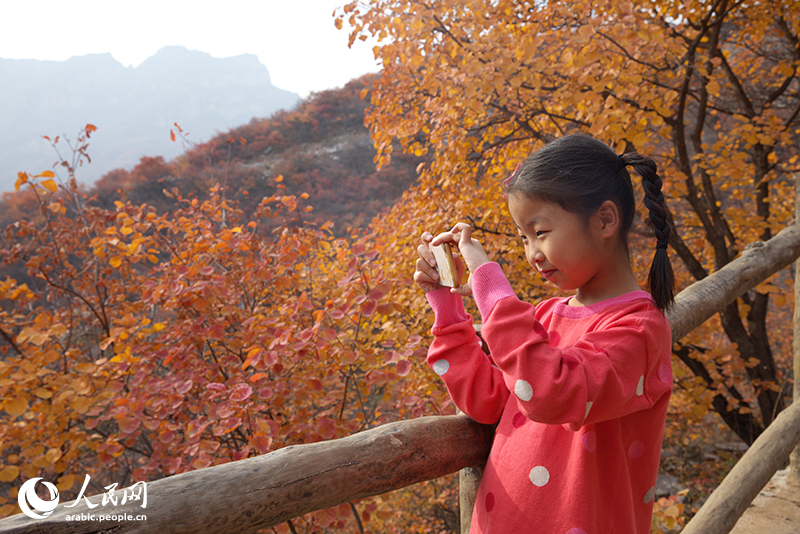 الزوار يستمتعون بالمناظر الساحرة للاوراق الحمراء بضاحية بكين