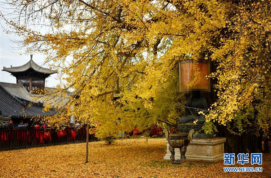 شجرة جنكة قديمة تفرش سجادا ذهبيا في معبد بأوراقها المتساقطة