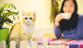 اقبال متزايد على ارتياد"مقاهى القطط" في الصين